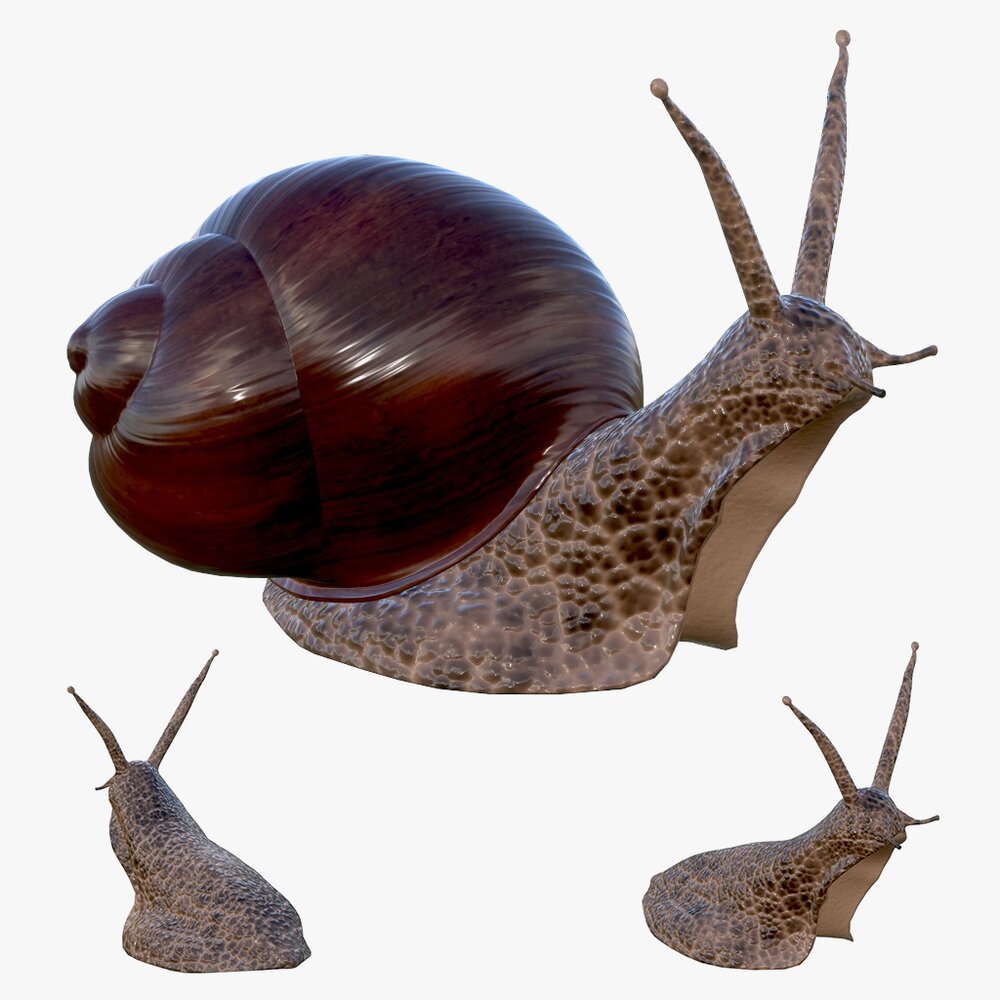 Snail 3D model