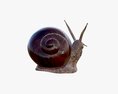 Snail 3D 모델 