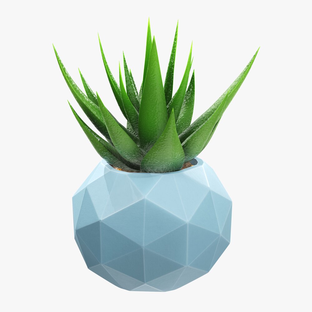 Succulent In Planter Pot Plant 01 3D 모델 