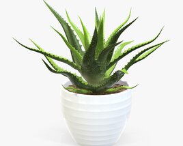 Succulent In Planter Pot Plant 02 3Dモデル