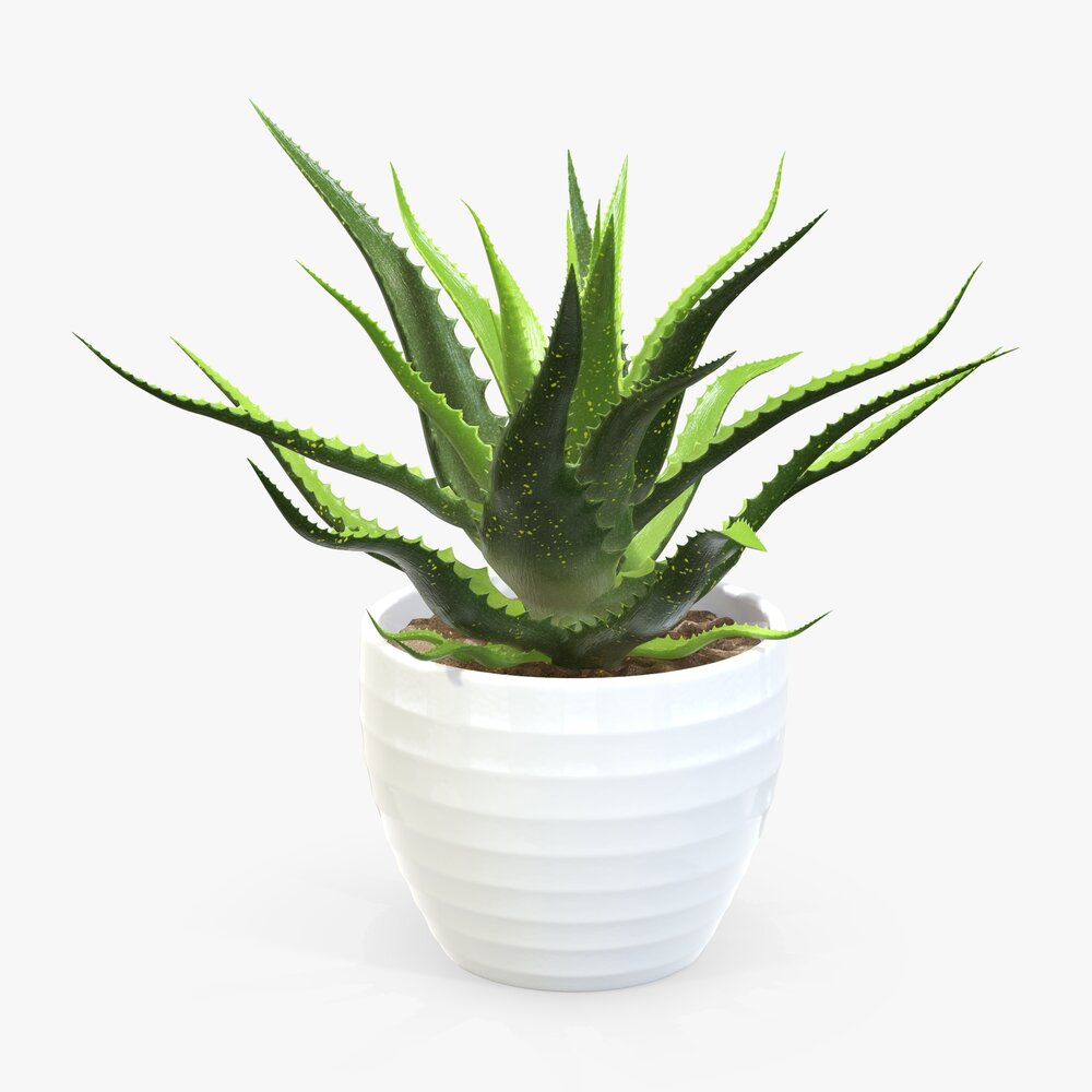 Succulent In Planter Pot Plant 02 3D model