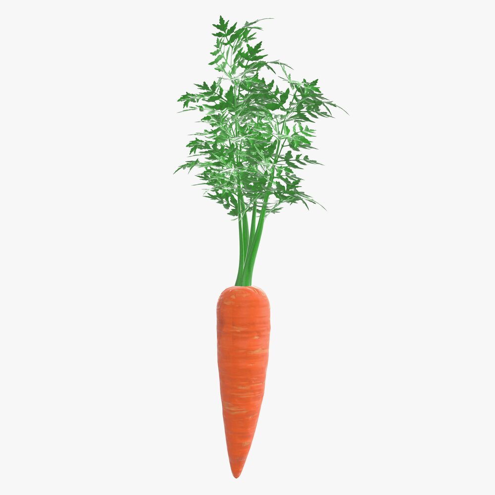 Carrot 02 Modello 3D