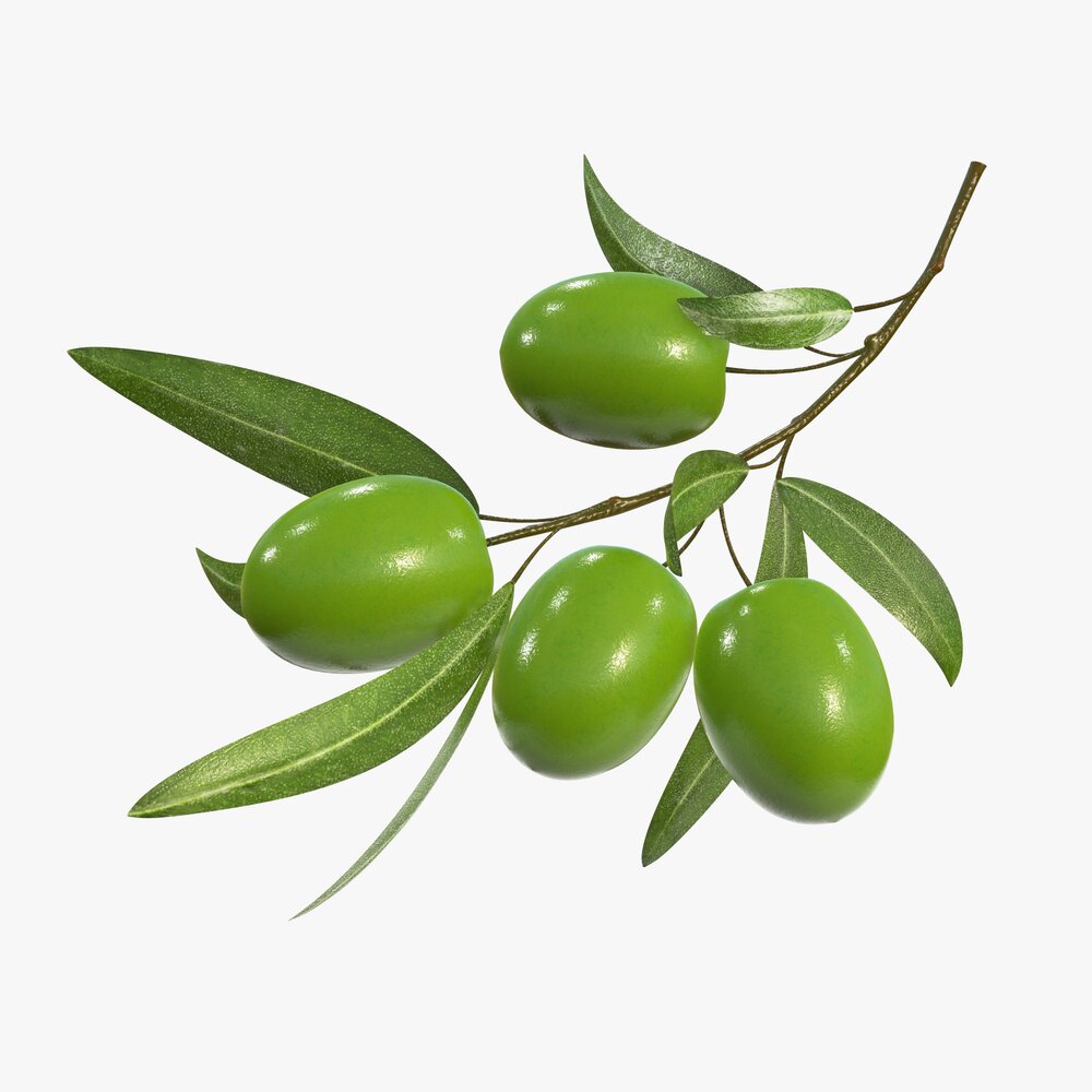 Olive Branch With Leaves Modelo 3d