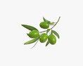 Olive Branch With Leaves Modello 3D
