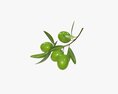 Olive Branch With Leaves Modello 3D