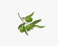 Olive Branch With Leaves Modelo 3d