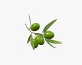 Olive Branch With Leaves Modelo 3D
