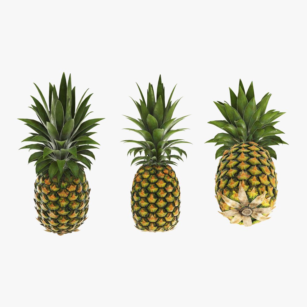 Pineapple 3D 모델 