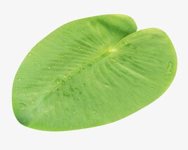 Water Lily Green Leaf 3D модель