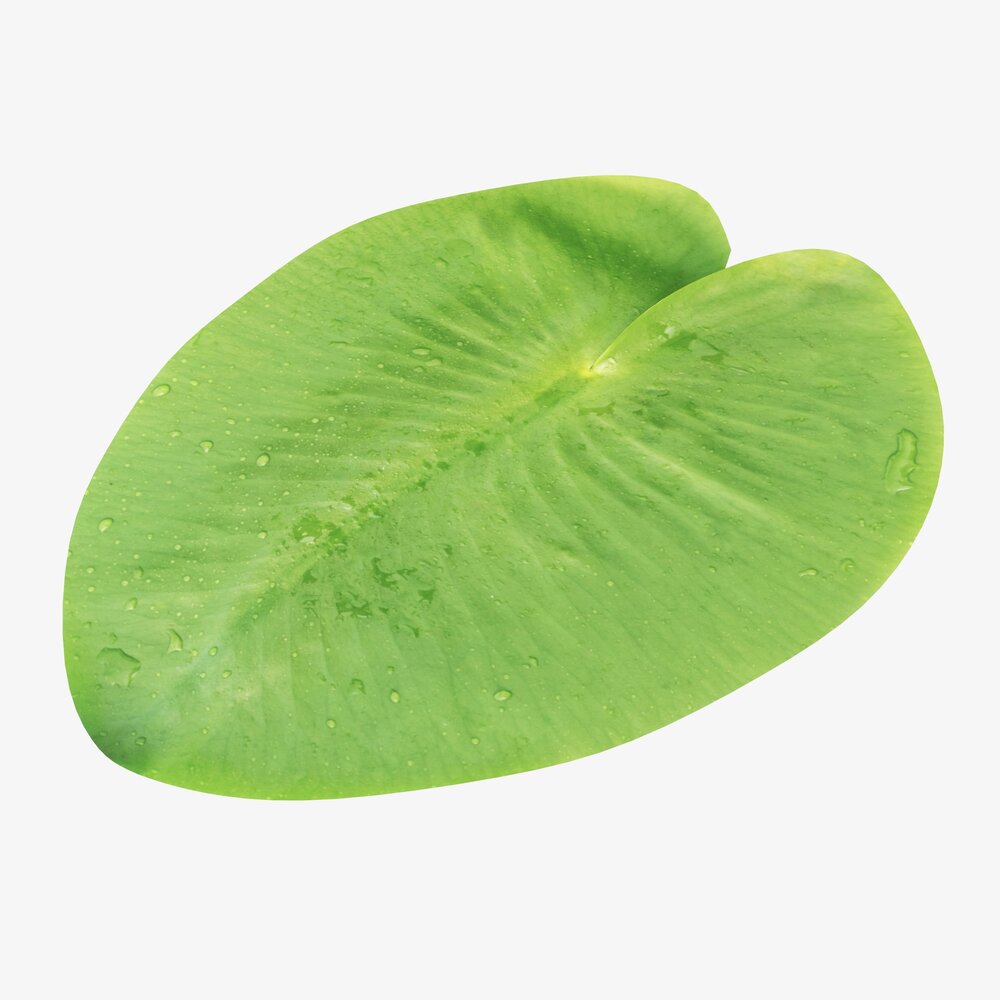 Water Lily Green Leaf 3D-Modell
