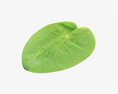 Water Lily Green Leaf 3D模型
