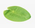 Water Lily Green Leaf 3D 모델 