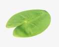 Water Lily Green Leaf Modelo 3D