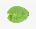 Water Lily Green Leaf Modello 3D
