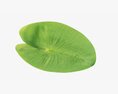 Water Lily Green Leaf Modèle 3d