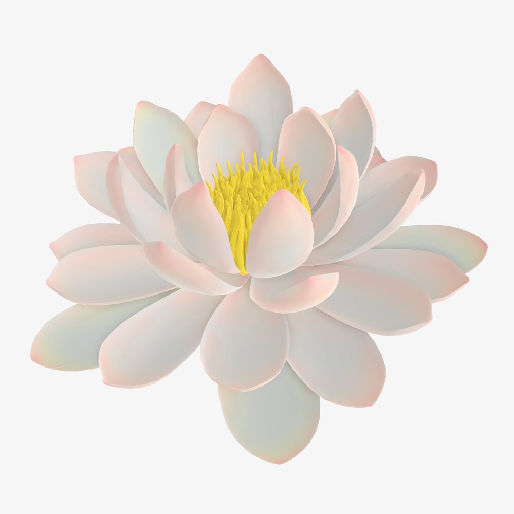 Water Lily White Flower Modelo 3d