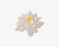 Water Lily White Flower Modèle 3d