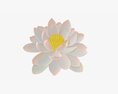 Water Lily White Flower Modelo 3D
