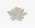 Water Lily White Flower 3Dモデル