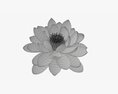 Water Lily White Flower 3d model