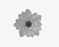 Water Lily White Flower 3D模型