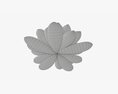 Water Lily White Flower 3D模型