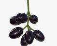 Jambolan Plums With Stem Modello 3D