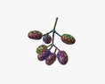 Jambolan Plums With Stem 3D-Modell