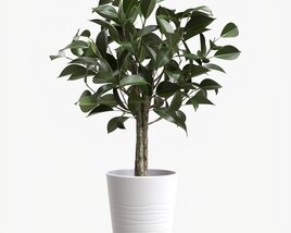 Ficus Tree In Decorative Pot 3D model