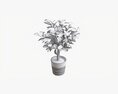 Ficus Tree In Decorative Pot 3D модель