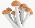 Honey Mushrooms Armillaria Mellea Modello 3D