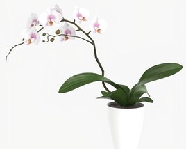 Orchid Flower In Pot 3D-Modell