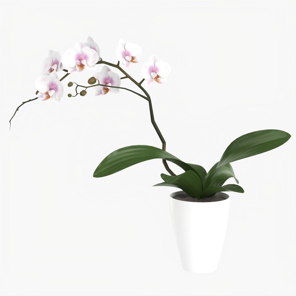 Orchid Flower In Pot 3D model