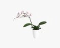 Orchid Flower In Pot 3D модель