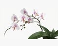 Orchid Flower In Pot Modèle 3d