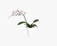 Orchid Flower In Pot 3D модель