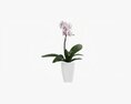 Orchid Flower In Pot Modèle 3d