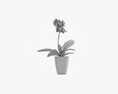 Orchid Flower In Pot 3Dモデル
