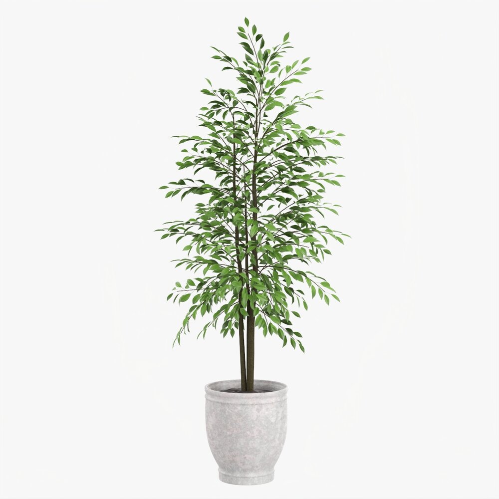 Potted Decorative Tree 02 Modelo 3D