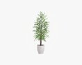 Potted Decorative Tree 02 3d model