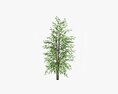 Potted Decorative Tree 02 3D 모델 