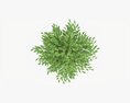 Potted Decorative Tree 02 3D-Modell