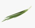 Spring Onions 02 3D-Modell