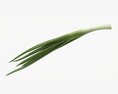 Spring Onions 02 3D-Modell