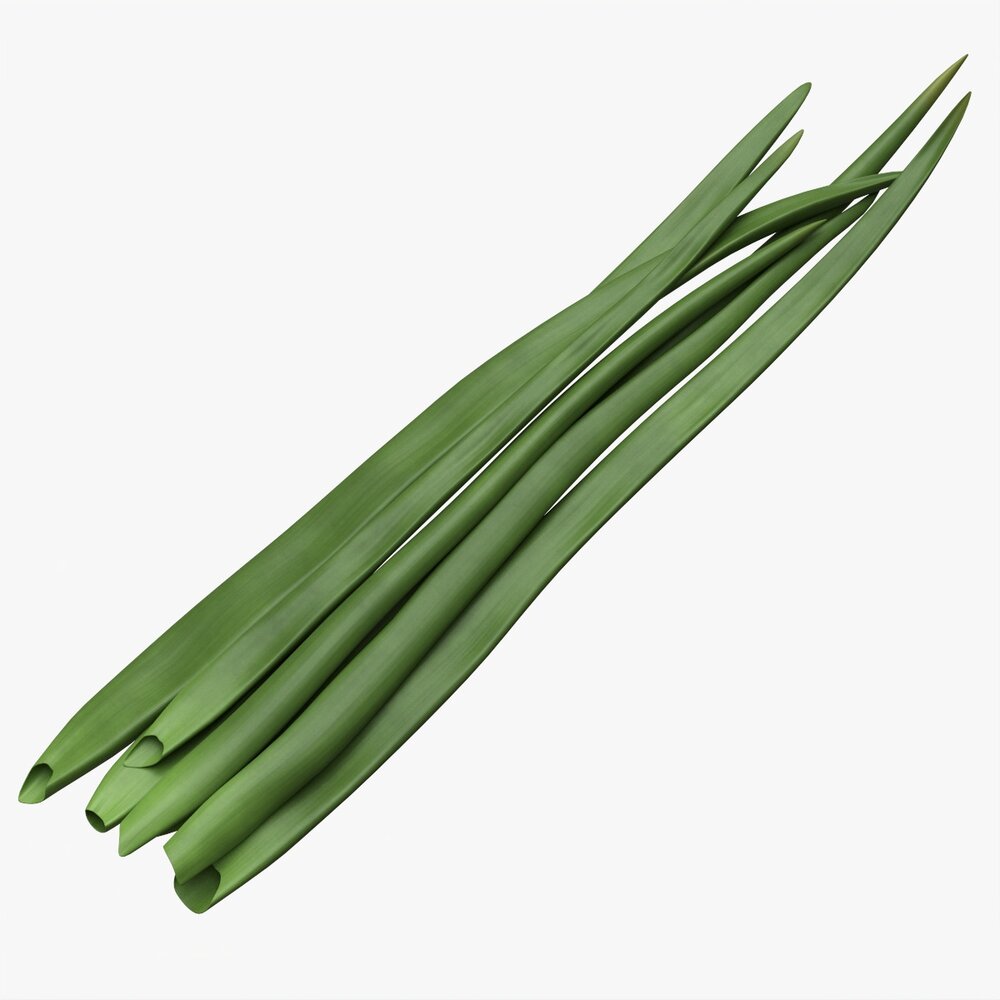 Spring Onions 03 3D-Modell