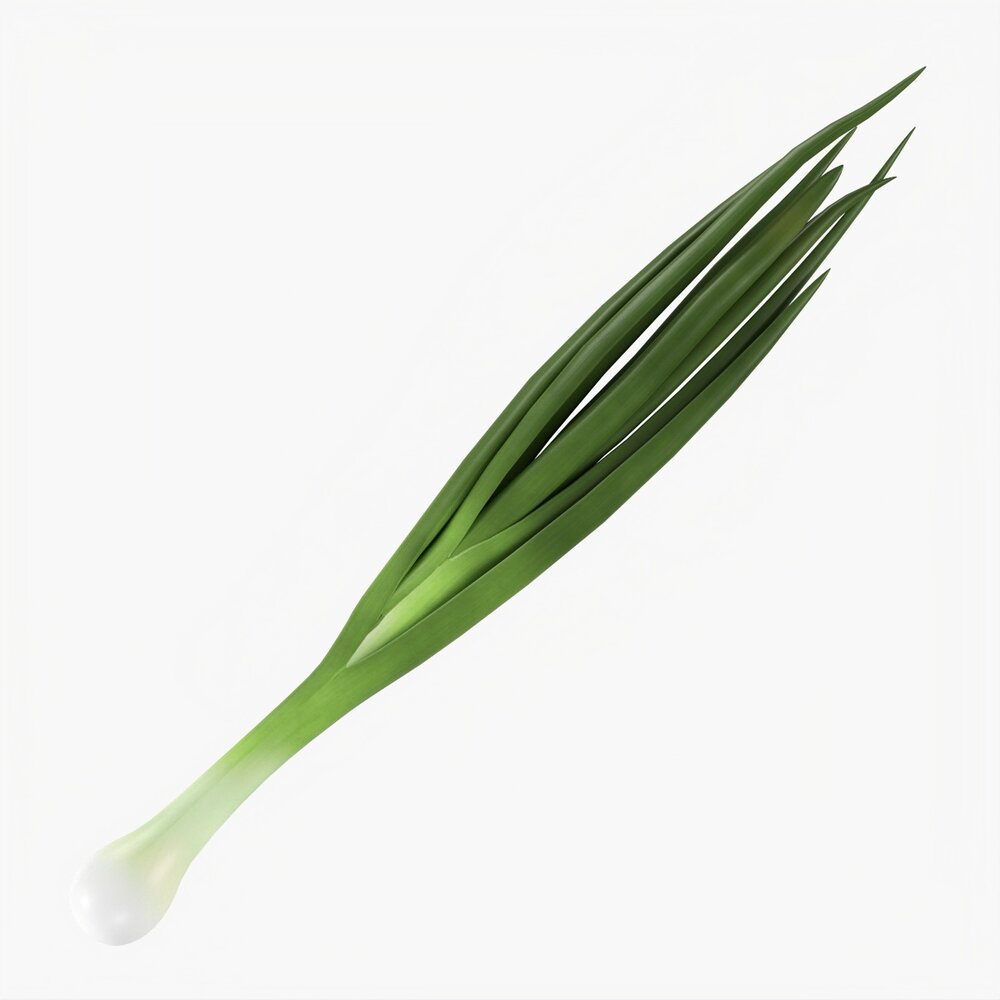 Spring Onions 04 3D 모델 