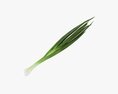 Spring Onions 04 3D-Modell