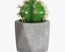 Decorative Potted Plant 09 Modello 3D