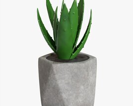 Decorative Potted Plant 10 Modèle 3D