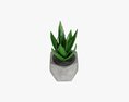 Decorative Potted Plant 10 Modello 3D